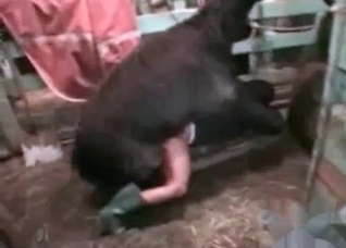 Dude fucks a very sexy animal here