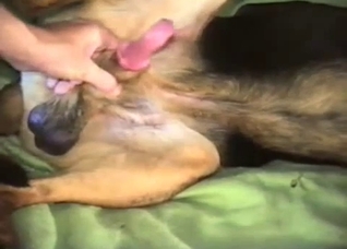 Dude jerking his dog's massive boner