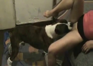 Dog's well-versed in the art of oral